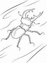Stag Beetle Getdrawings Drawing Coloring sketch template