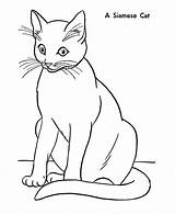 Cat Siamese Coloring Pages Printable Colouring sketch template