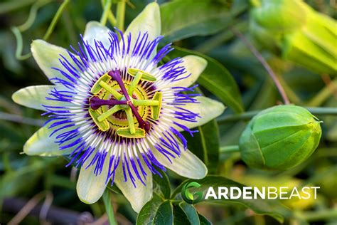 Complete Guide To Passion Flowers How To Grow And Care For Passiflora