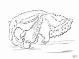 Anteater Coloring Giant Pages Printable Drawing sketch template