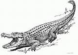 Alligator Crocodile sketch template