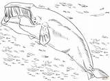 Ballena Colorear Wieloryb Kolorowanka Boreal Groenlandia Disegno Whale Capodoglio Kolorowanki Ballenas Beluga Druku Bowhead Kategorii Balenottera sketch template
