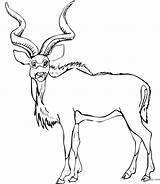 Coloriage Antilope Toupty Navigateur Fonctionnent Boutons Dessus sketch template