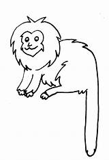 Mico Dourado Colorir Leão Desenhos Macaco Moldes Riscos Leao Tudodesenhos Bola Tatu Pintada Extinção Onça Brasileira Buscar sketch template