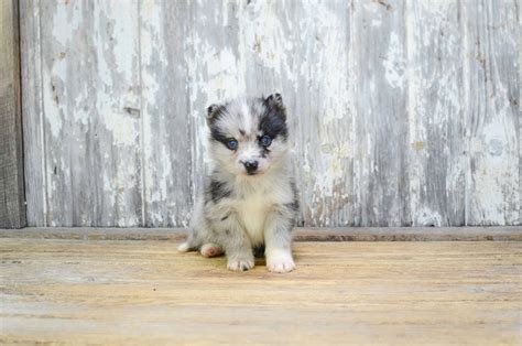 Pomsky Puppies For Sale Small Cross Puppies Breeds For Sale In Ohio