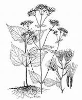 Botany Altissima Ageratina 1345 Asteraceae sketch template
