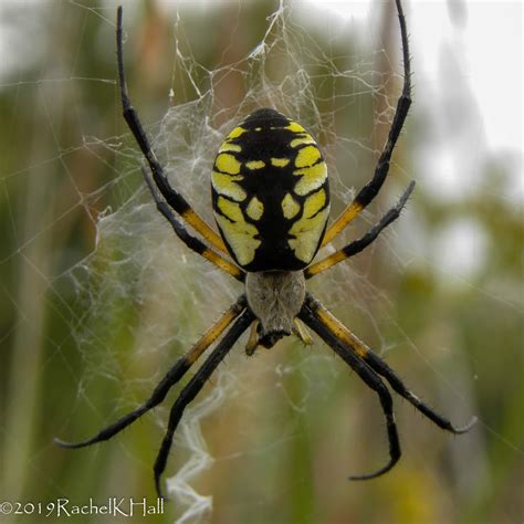 unidentified spider in omaha nebraska united states