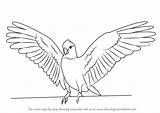 Galah Draw Step Drawing Birds Drawingtutorials101 Previous Next Tutorials sketch template
