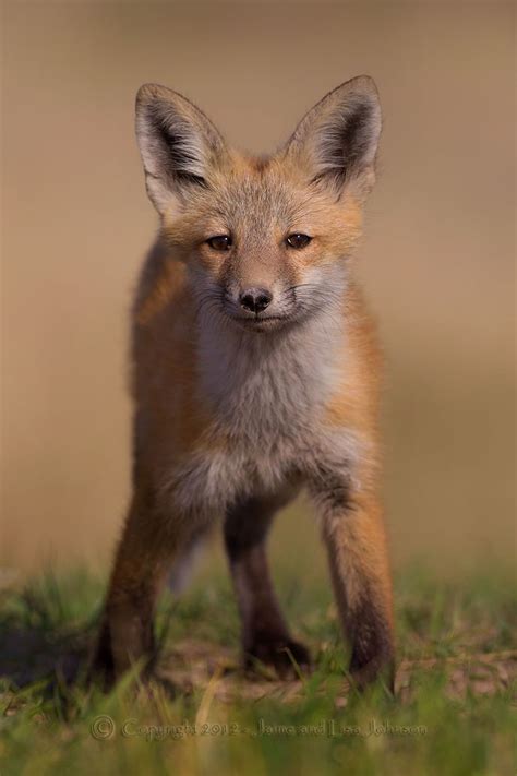fox pup  wildlife photographers day  spokesman review