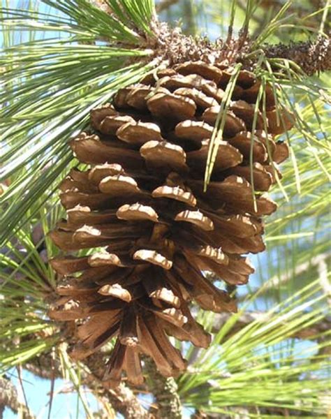 pinus palustris longleaf pine description