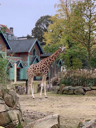 antwerp zoo dierentuin            tripadvisor
