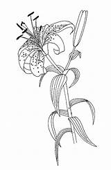 Lilium sketch template