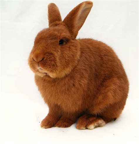 zealand red rabbit care sheet  bunny
