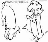 Coloring Dachshund Pages Dog Bichon Printable Frise Wiener Colorings Line Stencil Getdrawings Silhouette Color Getcolorings Rescue Weiner Drawing Dogs Paris sketch template