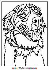 Bernese Berner Sennenhund Makers Inspiration Pblog sketch template