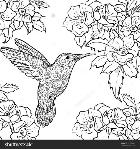 hummingbird coloring pages  adults  getdrawings