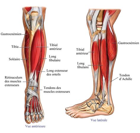 anatomiejambemusclestendons pied plat pinterest muscles