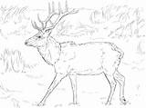 Coloring Elk Deer Pages Tule Adult Printable Animal Realistic Categories sketch template