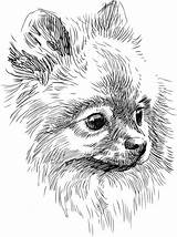 Pomeranian Pomeranians Pomerania Husky Mignon Poms Spitz Lulu Hund Realista Snout Branco Parti Zeichnen Perros sketch template