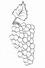 Grapes Bunch Sheet Coloring Template sketch template