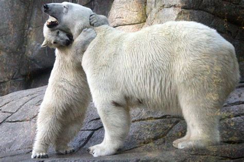 polar bear melts hearts by hugging his mum mirror online