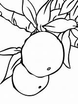 Tangerine Coloring Pages Mandarin Fruits Recommended sketch template