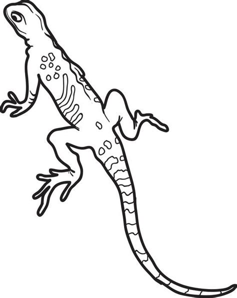 realistic lizard coloring pages tripafethna