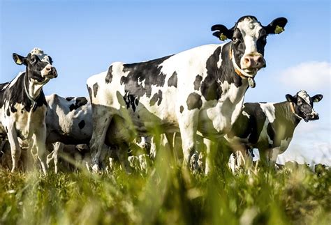 dutch cow farmers face tough climate choices