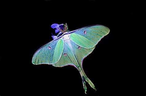 luna moth rosemarker photo  fanpop