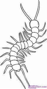 Centipede Step Dragoart Centipedes sketch template