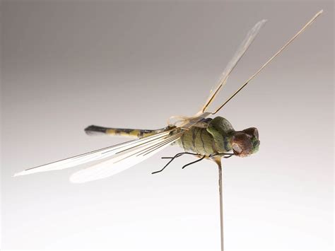 insectothopter  mechanical dragonfly built   cia      oscillating