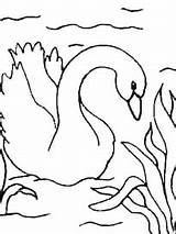 Cygne Nature Canard Coloriages sketch template