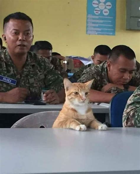 captain kitty imgderp