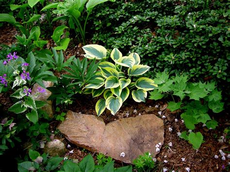 shade rock garden plants garden design ideas