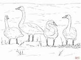 Coloring Tundra Swans Pages Swan Lake Printable Clipart Taiga Supercoloring Animals Arctic Drawing Skip Main Paper sketch template