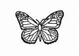Vlinder Schmetterling Farfalla Colorare Colorir Mariposa Malvorlage Borboletas Ausmalbilder Riscos Grote Schulbilder Disegni sketch template