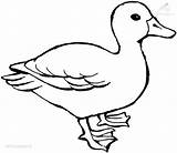 Coloring Duck Pages Outline Choose Board Animal Drawings sketch template