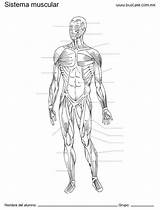 Sus Esquema Aparato Completar Esquemas Digestivo Ninos Anatomia Musculos Esqueleto Músculos Humana Atividade Ciencias Circulatorio Reproductor Ely Femenino Matematicas Blanco sketch template