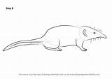 Shrew Draw Drawing Pygmy Step Tutorials Animals sketch template