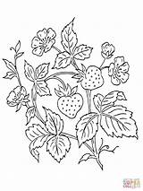 Coloring Strawberry Bush Printable Plant Pages Color Fruit Hand Embroidery Strawberries Drawing Patterns Designlooter 1600px 34kb 1200 Tattoo sketch template