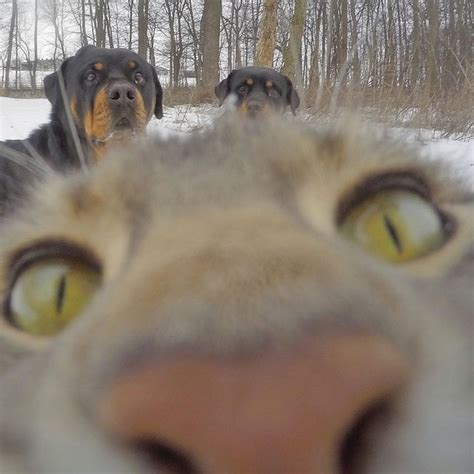this cat takes better selfies than you 16 photos twistedsifter