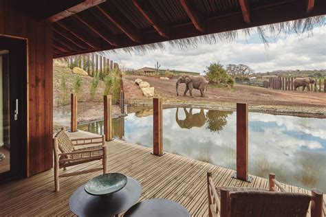 west midland safari parks  animal viewing lodges open  guests shropshire star