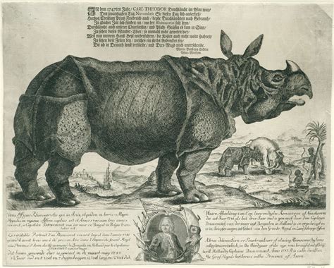 de neushoorn clara komt dat zien  oster  rhinoceros rhino animal illustration