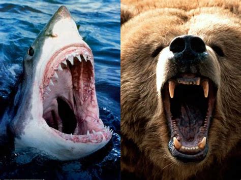 Poll People Think A Bear Would Beat A Shark In A Fight Philly