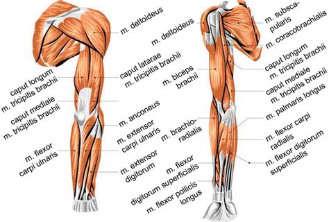 overview  muscles   human arm backfront view  scientific diagram