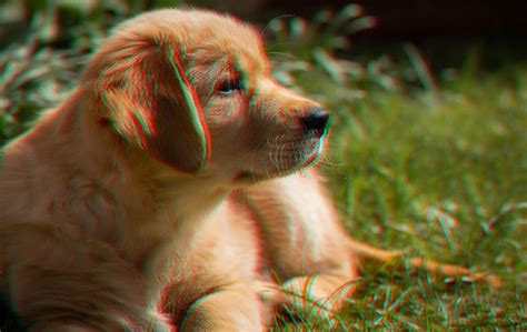 puppy     pair  anaglyph glasses  view