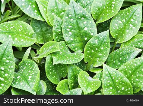 spotted leaves foliage  stock images