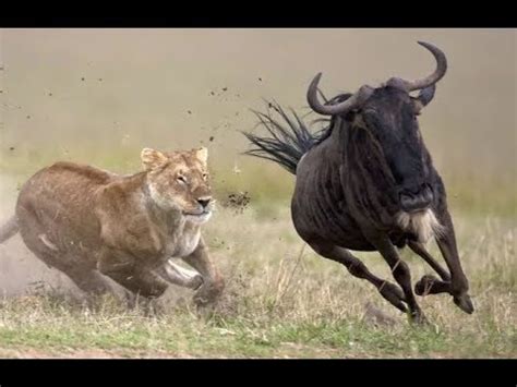 lions attack antelope  buffalo  river crossing youtube