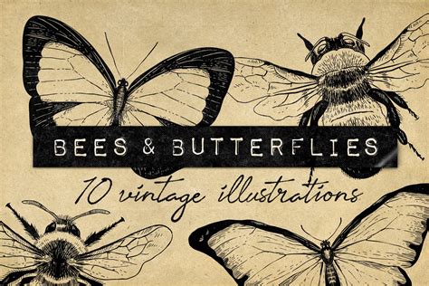 Vintage Bee Butterfly Illustrations ~ Icons ~ Creative Market