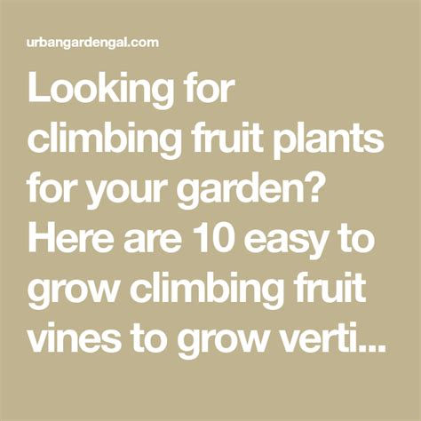 climbing fruit plants   garden    easy